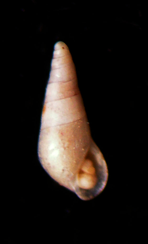 cfr. Halielloides fragilis